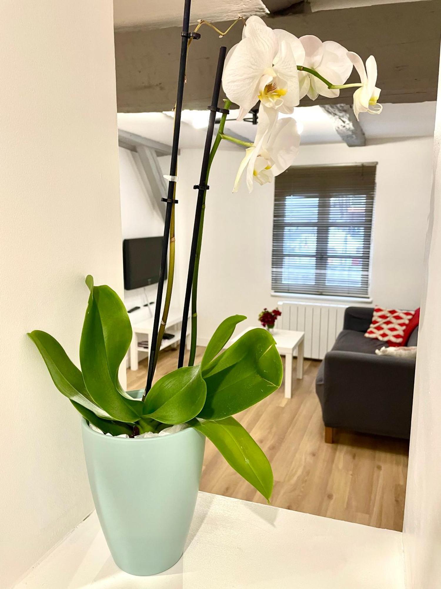 Strasbourg Magnifique Appartement Centre Ville Petite France Экстерьер фото